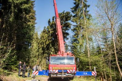 Baltmannsweiler: Feuerwehrabteilung holt Maibaum aus dem Wald